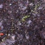 Abbiamo anche visto spuntare le prime piantine di valeriana"