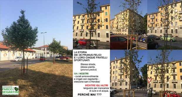 prunus good and bad lr