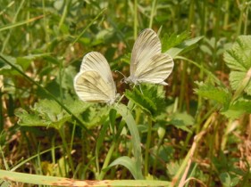 145-22-pieridae-leptidea-sinapis-1-foto-gianluca-ferretti