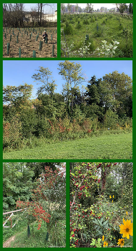 APS oasi 2015_2019lr