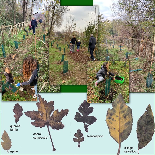 1912 eventi 140alberi forestaMI oasi bambini specie arboree collage lr