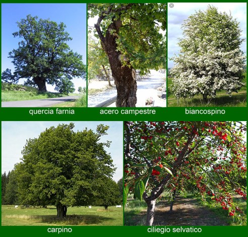 1912 eventi 140alberi forestaMI oasi specie arboree da grandi lr copia